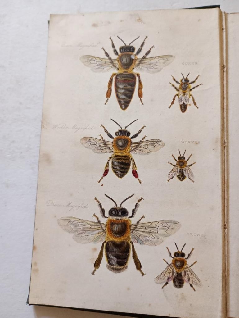 THE MANAGEMENT OF BEES. By Samuel Bagster 1st ediiton 1834. Illustrated