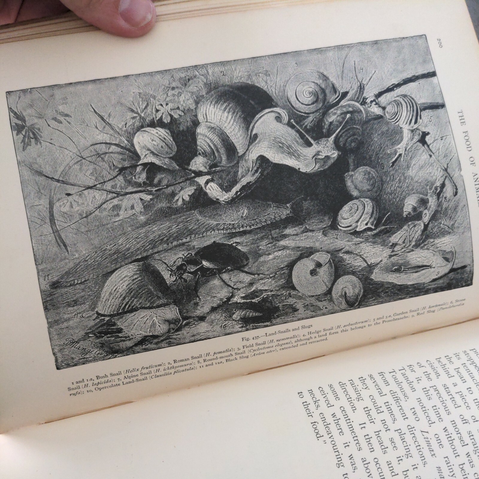 The Natural History Of Animals (Hardcover 1903) J.R. Ainsworth Davis Half Vol 3