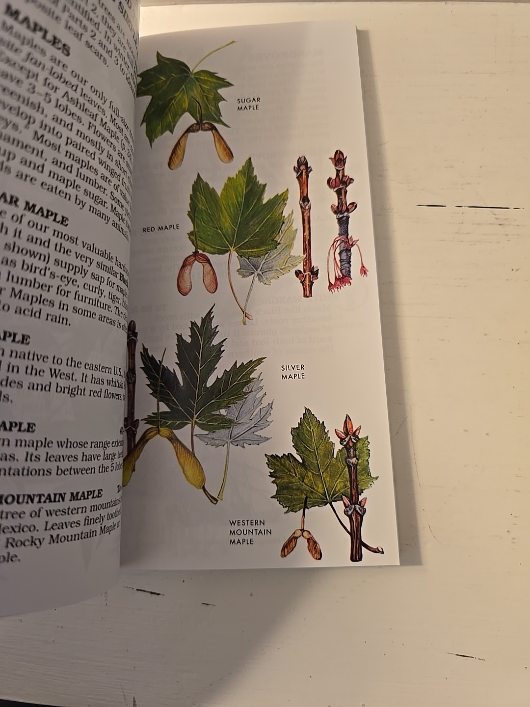 Trees- Paterson First Guides- George A. Petrides