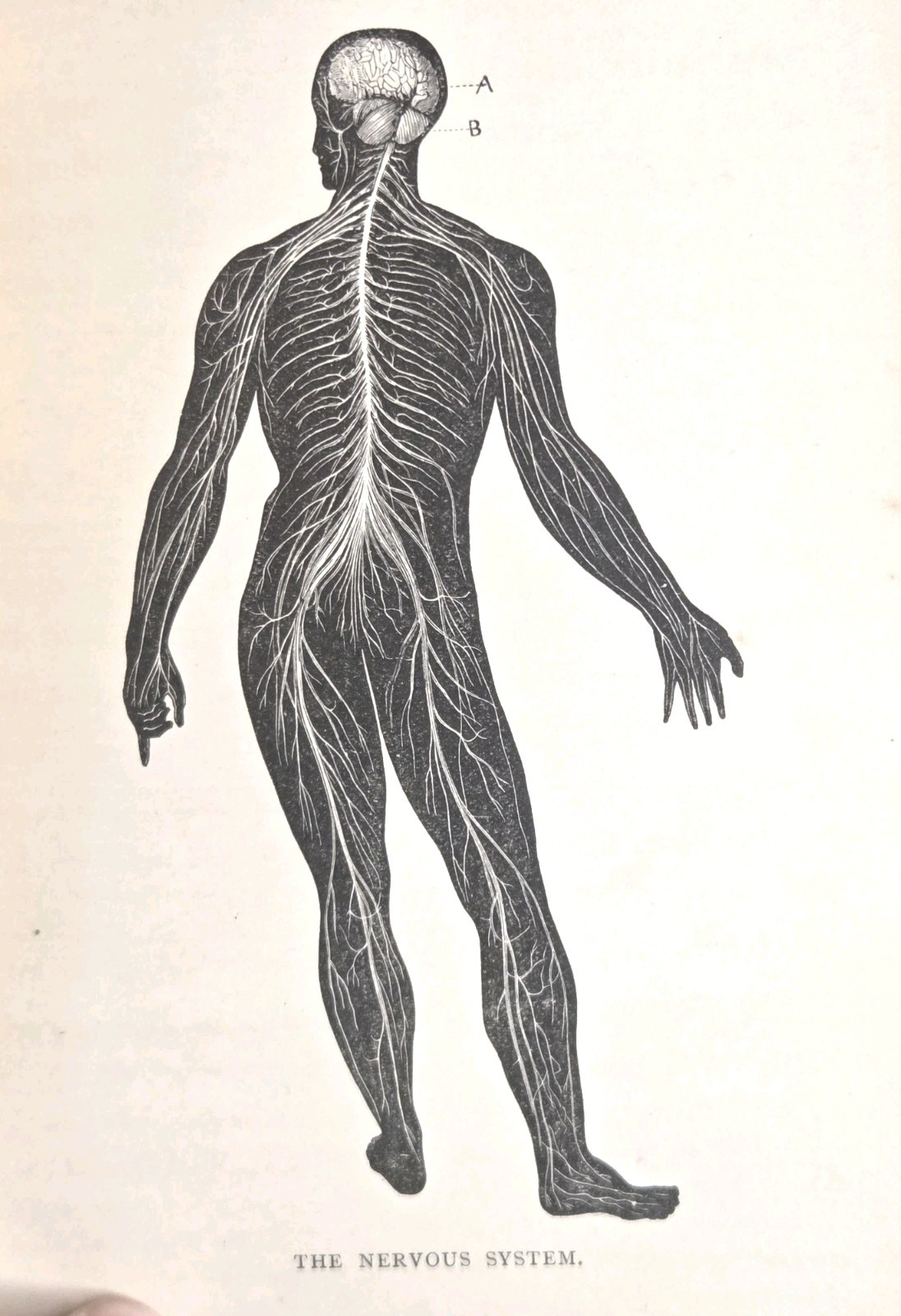 1890s Antique Physiology Anatomy Textbook Medical Illustrations Skeleton Ellis