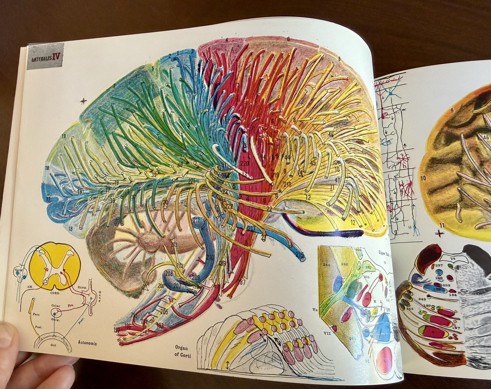 The Human Brain in Diachrome. Insert for Brain Mechanisms in Diachrome by Krieg