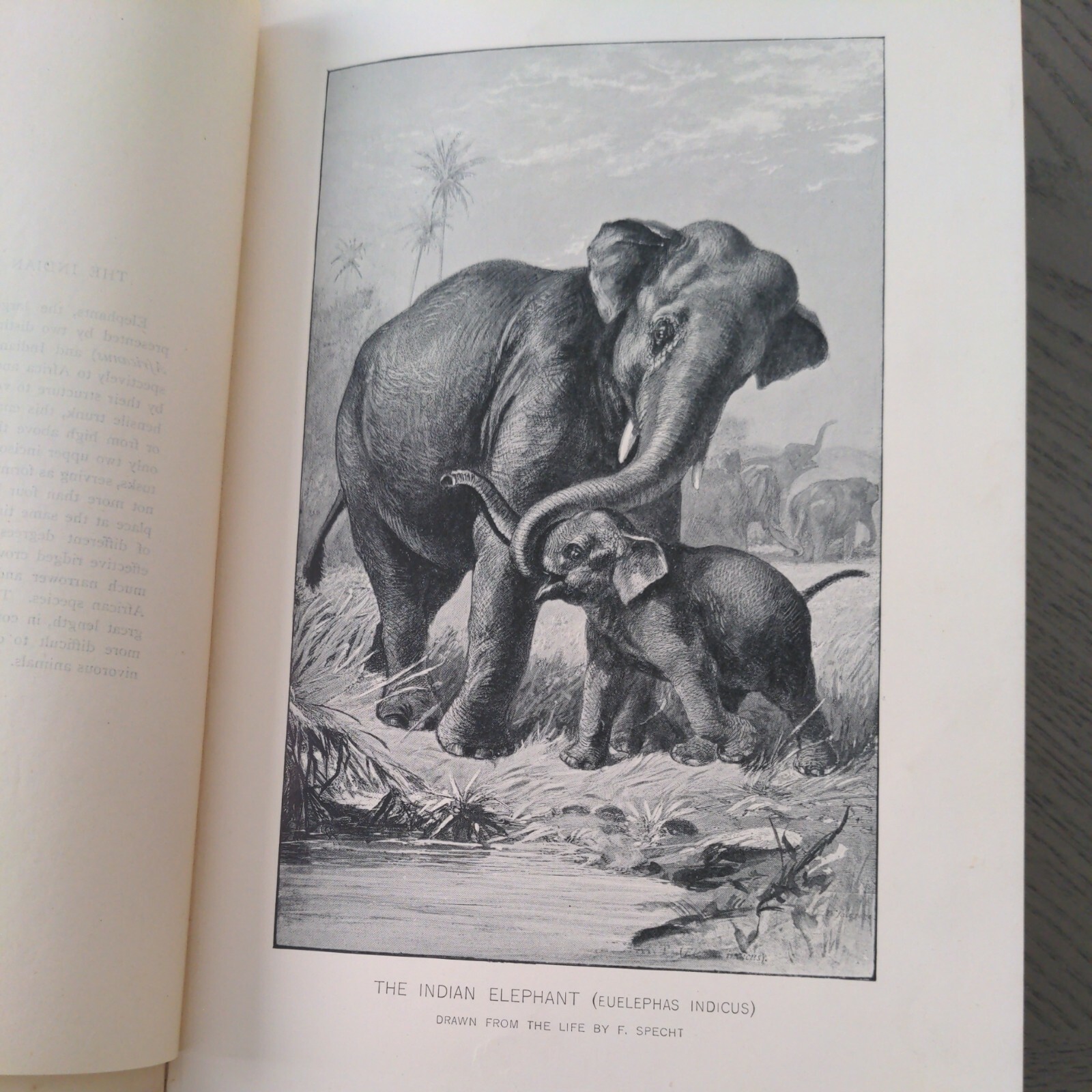 The Natural History Of Animals (Hardcover 1903) J.R. Ainsworth Davis Half Vol 3