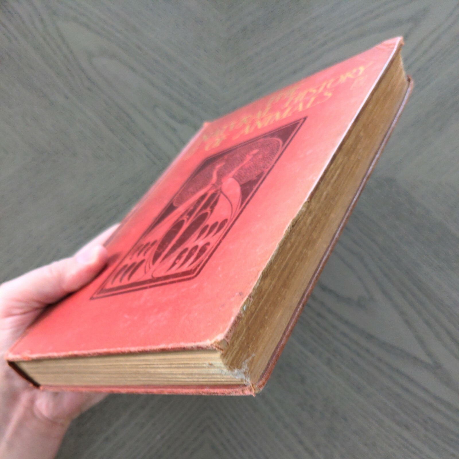 The Natural History Of Animals (Hardcover 1903) J.R. Ainsworth Davis Half Vol 3