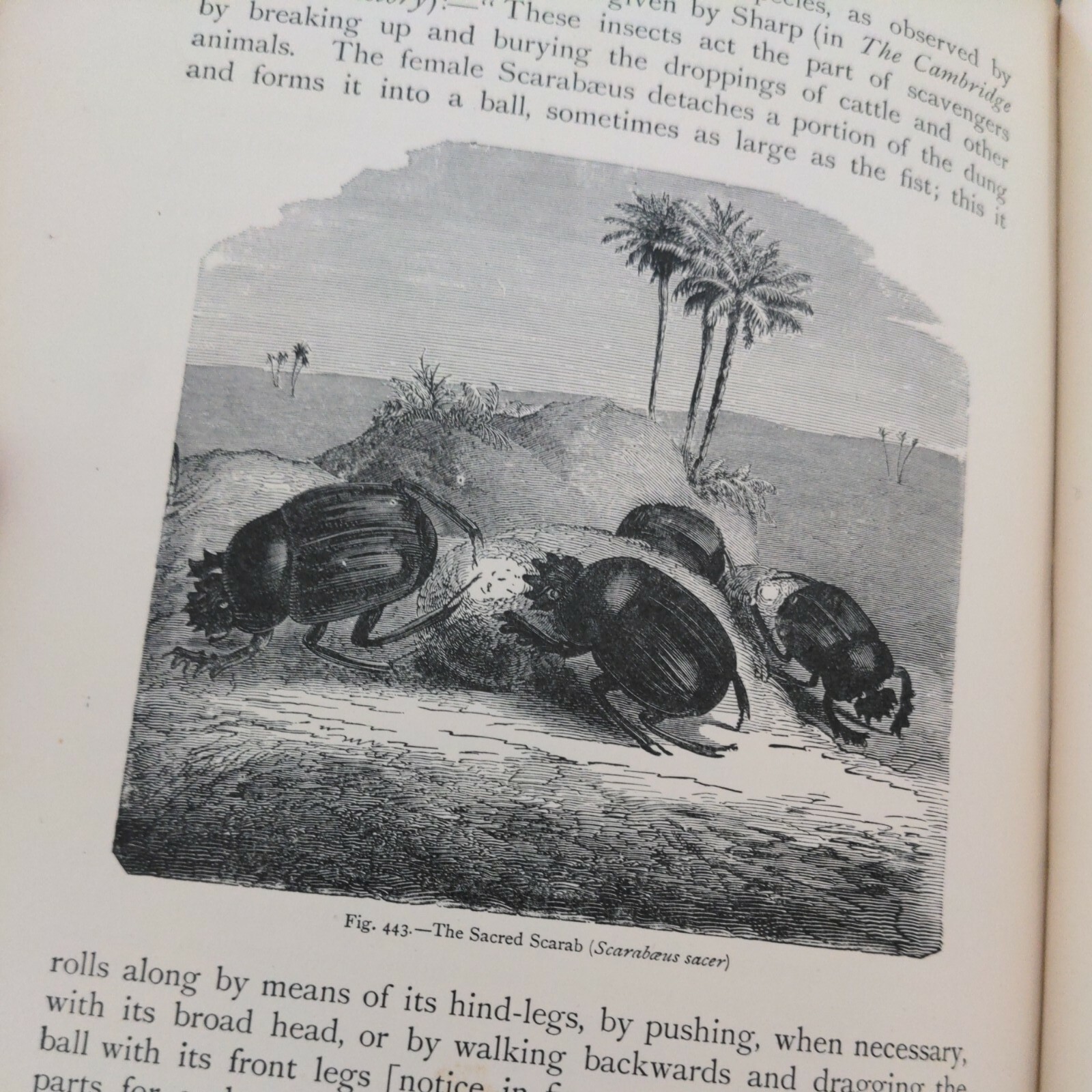 The Natural History Of Animals (Hardcover 1903) J.R. Ainsworth Davis Half Vol 3