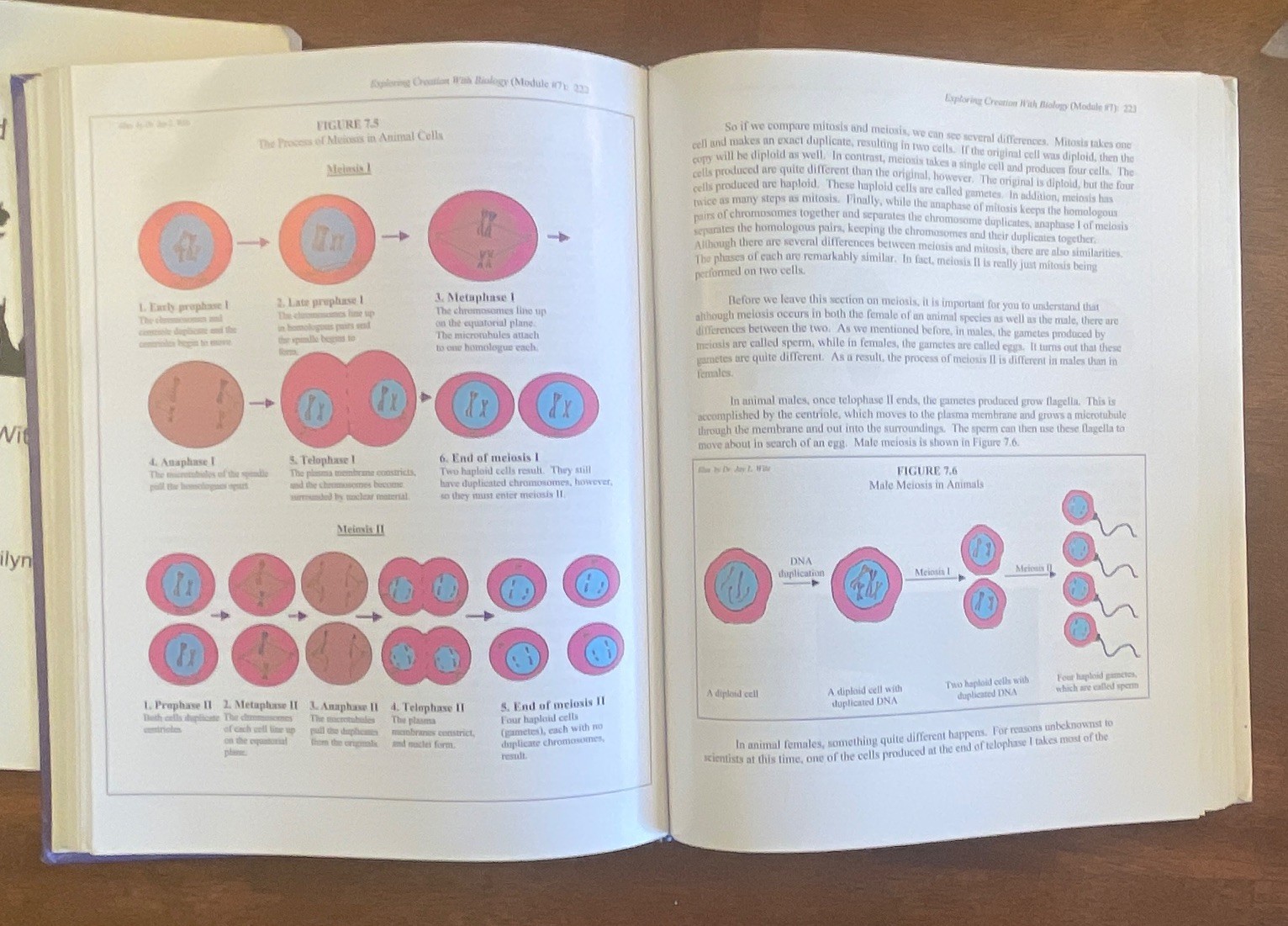 Apologia Exploring Creation With Biology 1998 Wile Durnell High School Textbook