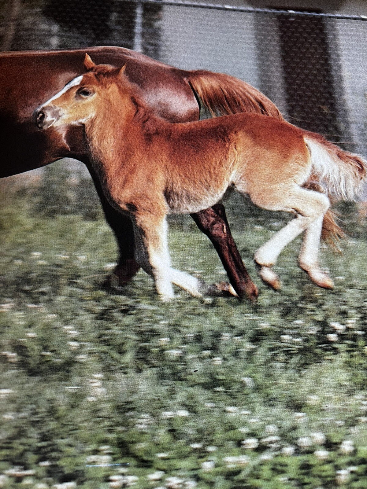 Pictorial Encyclopedia of Horses by WJ Yenne, 1989