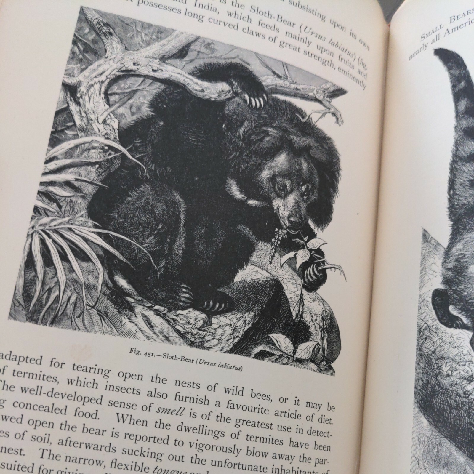 The Natural History Of Animals (Hardcover 1903) J.R. Ainsworth Davis Half Vol 3
