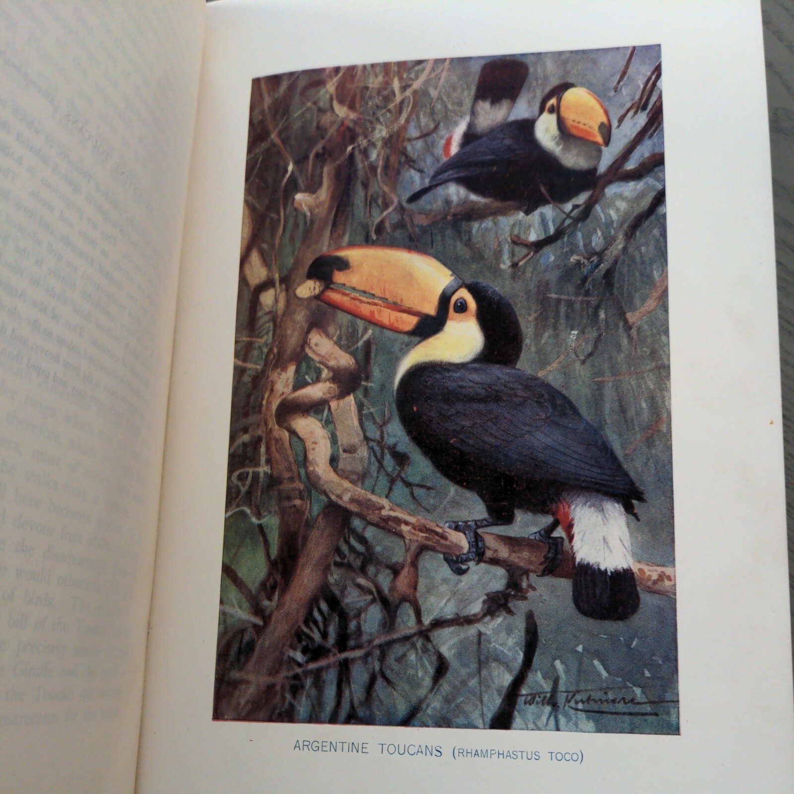 The Natural History Of Animals (Hardcover 1903) J.R. Ainsworth Davis Half Vol 3