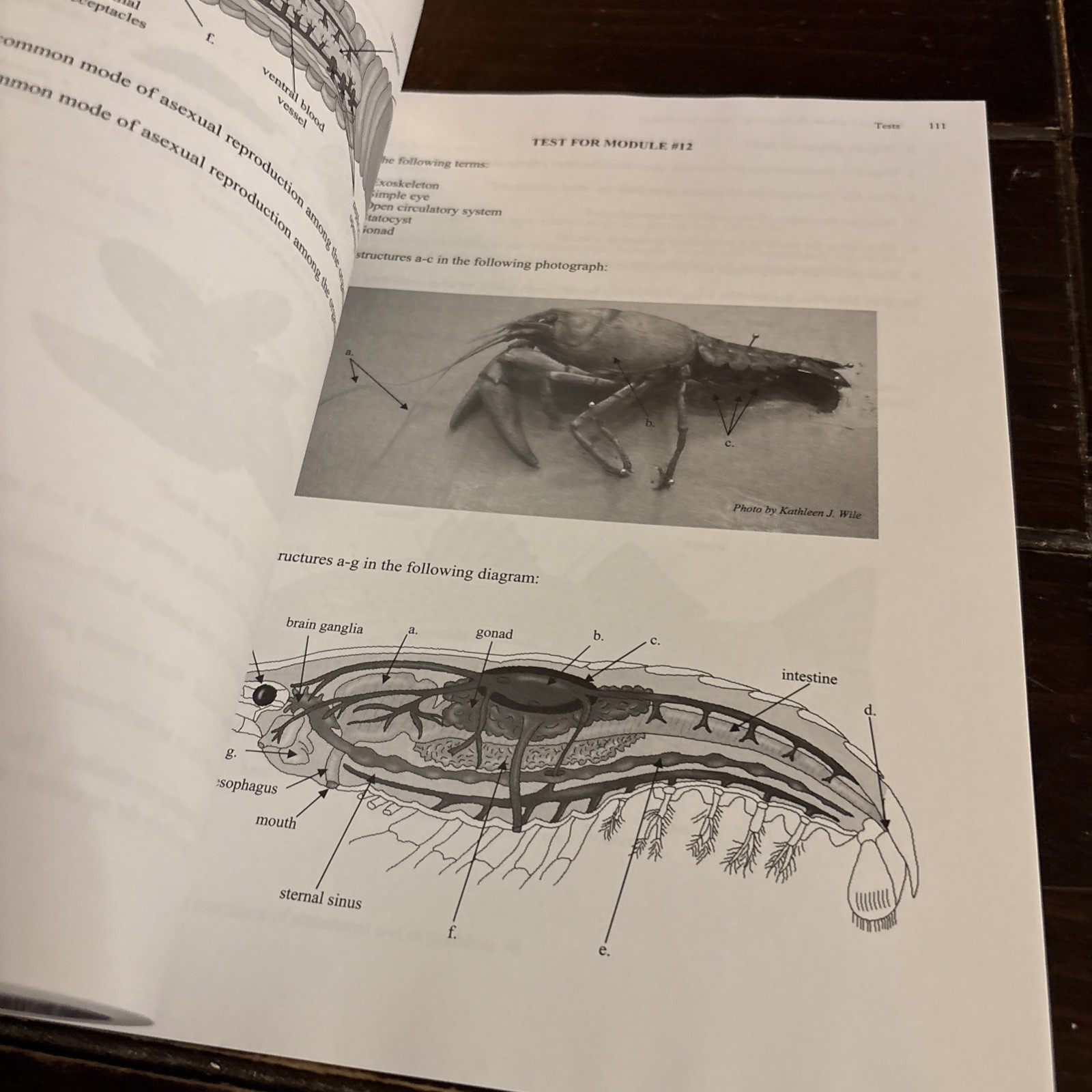 Solutions and Tests for Exploring Creation With Biology by Marilyn F. Durnell…