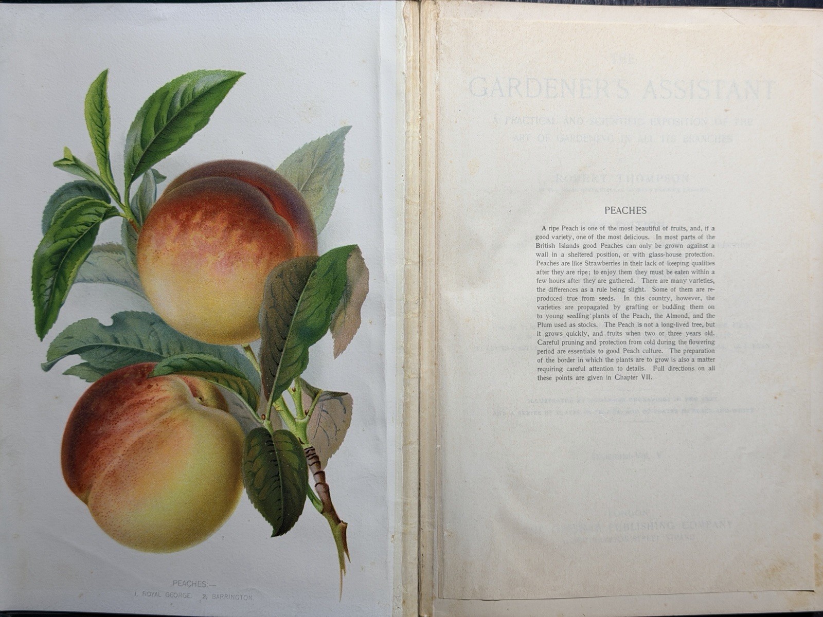 Antique Thompson’s Gardener’s Assistant Vol V Watson Color Fruit Plates c1900