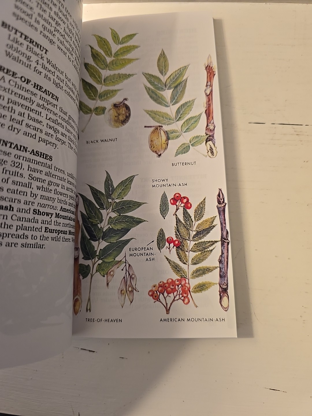 Trees- Paterson First Guides- George A. Petrides