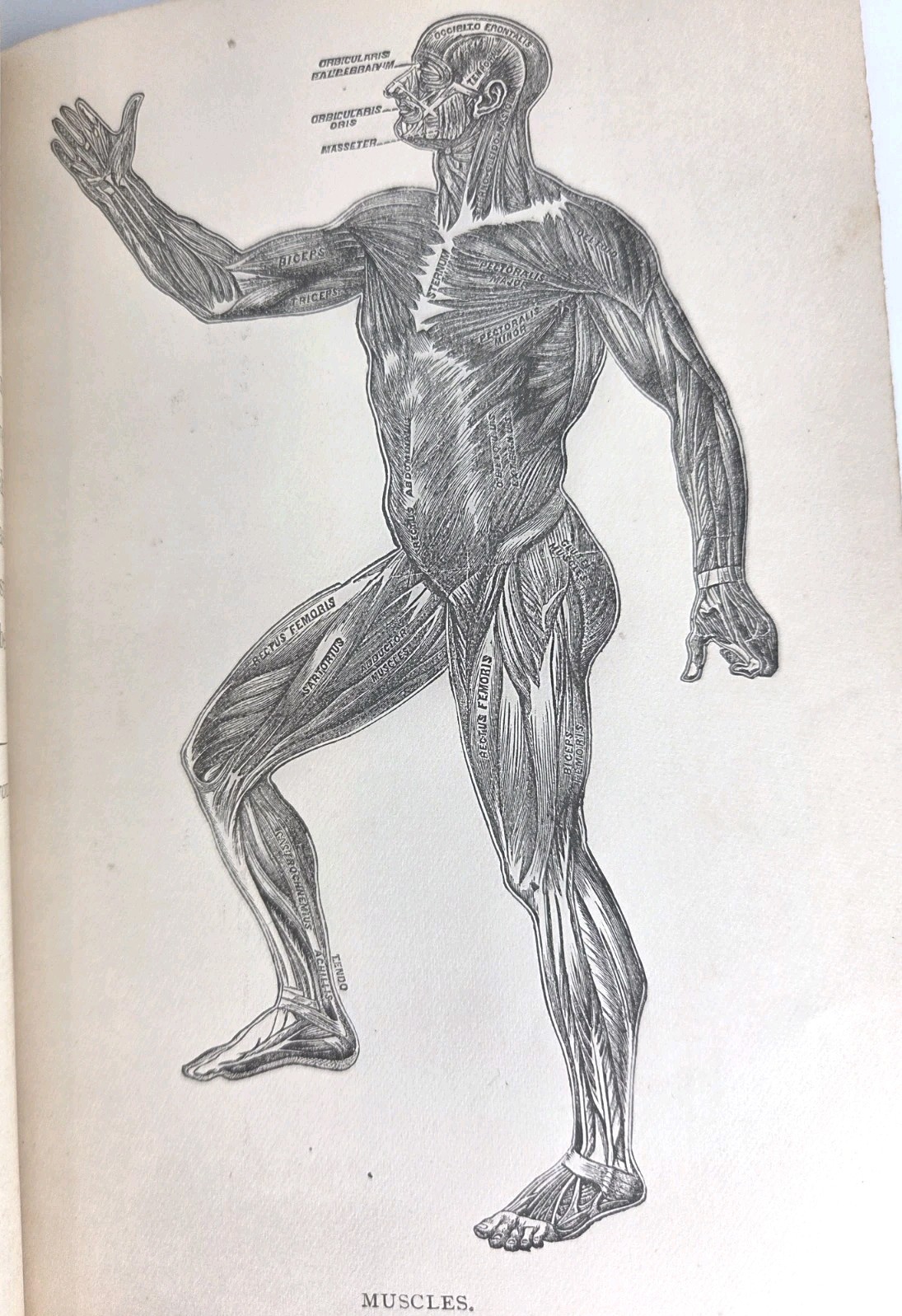 1890s Antique Physiology Anatomy Textbook Medical Illustrations Skeleton Ellis
