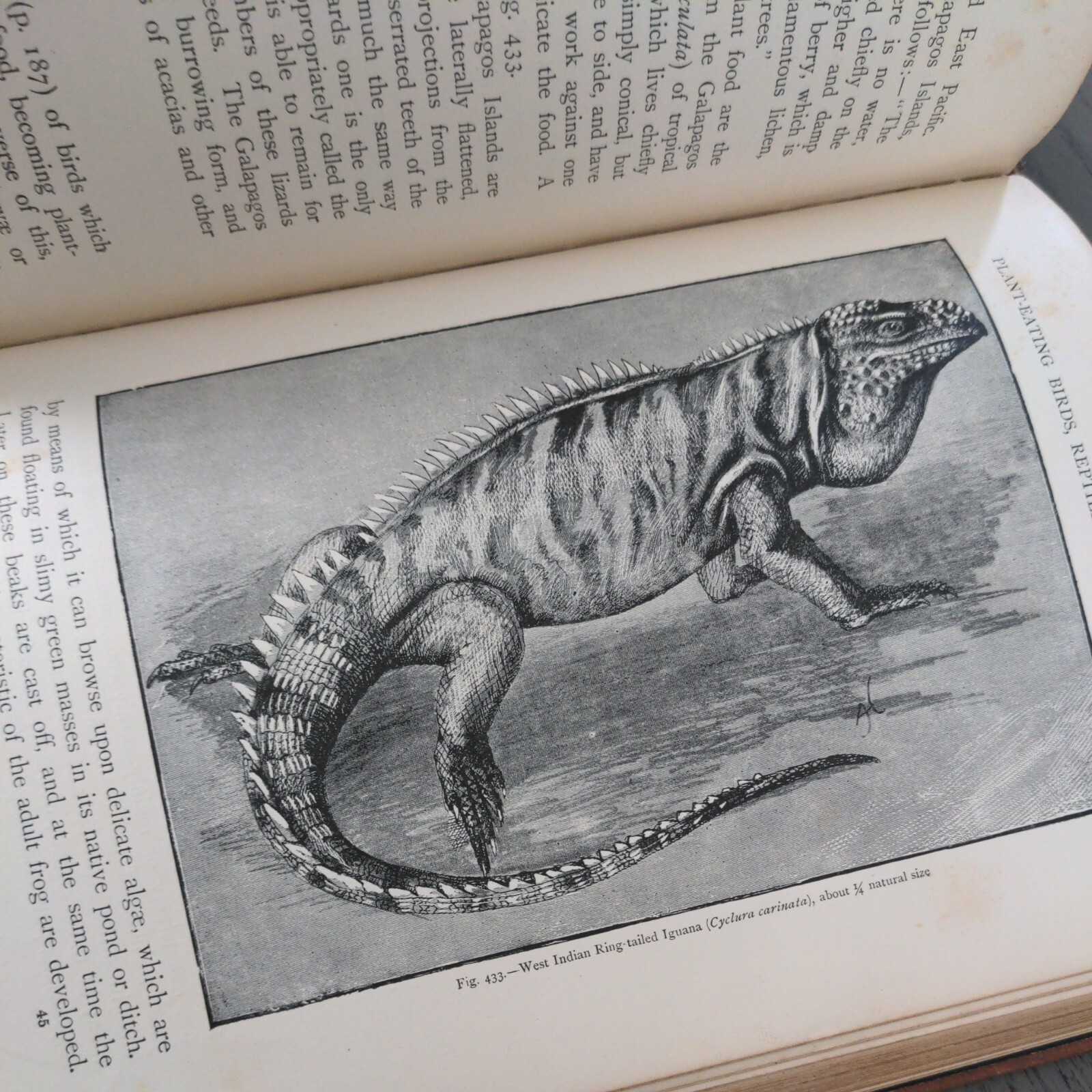 The Natural History Of Animals (Hardcover 1903) J.R. Ainsworth Davis Half Vol 3