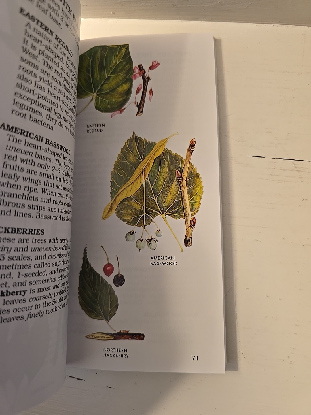 Trees- Paterson First Guides- George A. Petrides