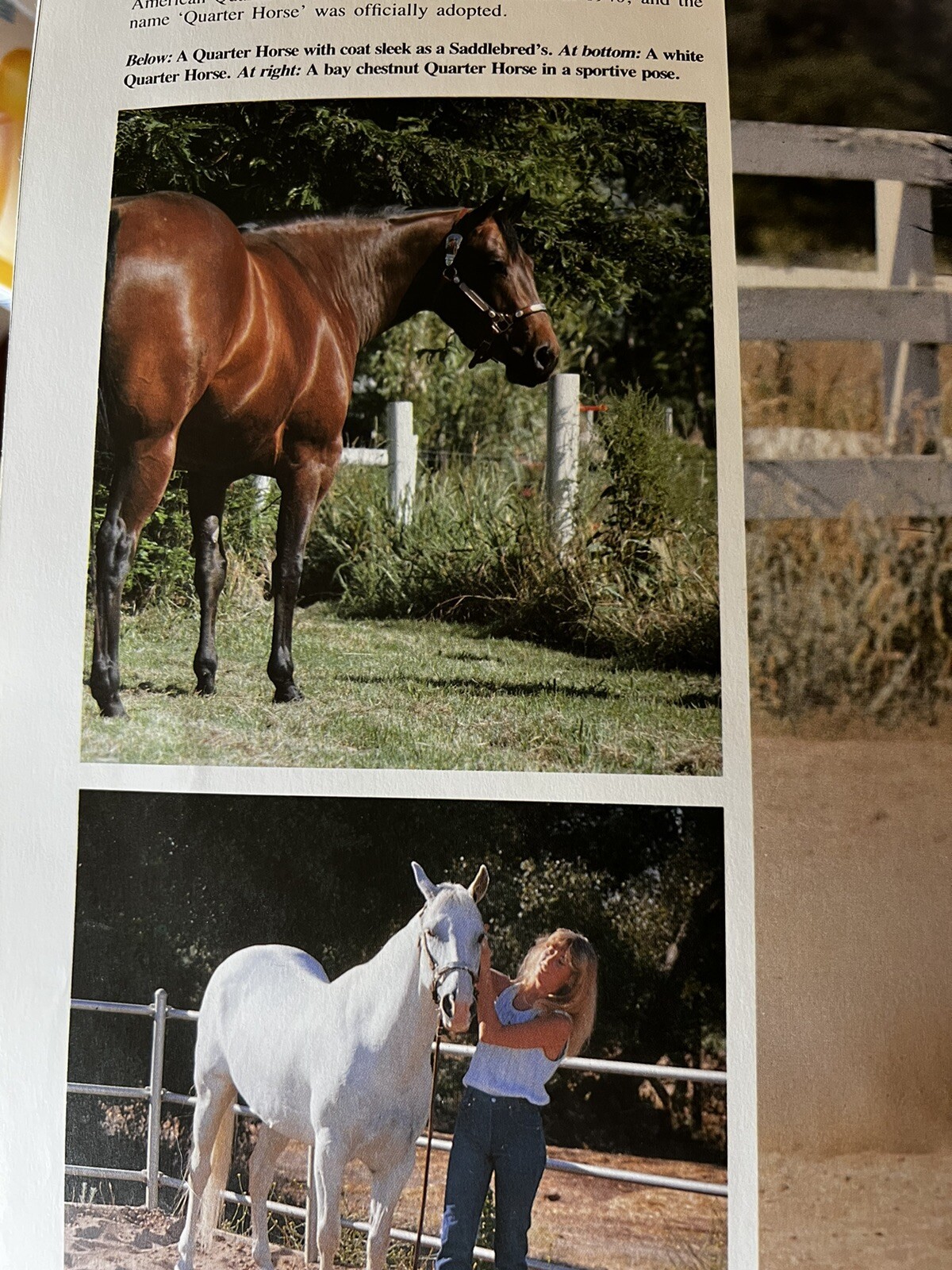 Pictorial Encyclopedia of Horses by WJ Yenne, 1989