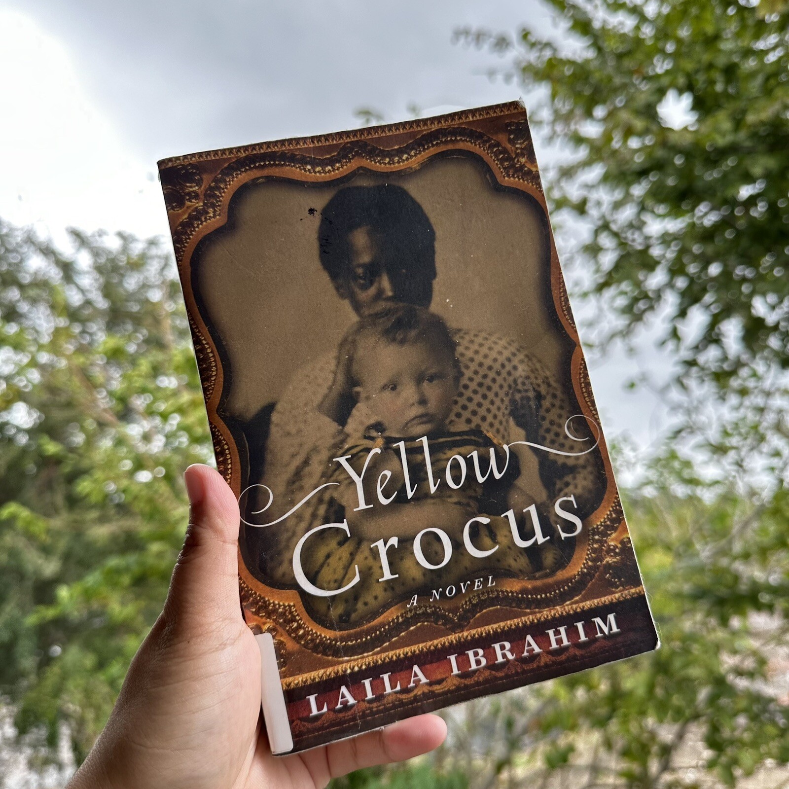 Yellow Crocus – paperback Ibrahim, Laila – VERY GOOD