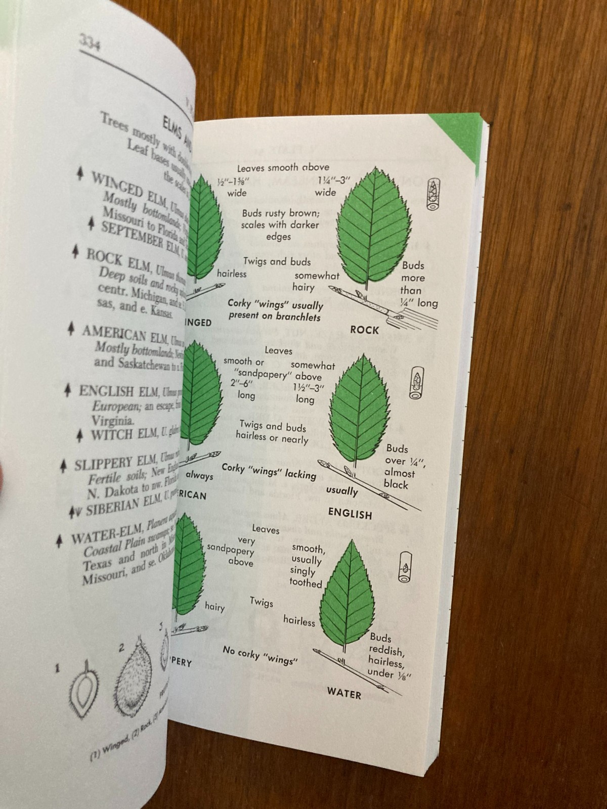Peterson Field Guides Guide Series Trees and Shrubs George A Petrides Roger Tory