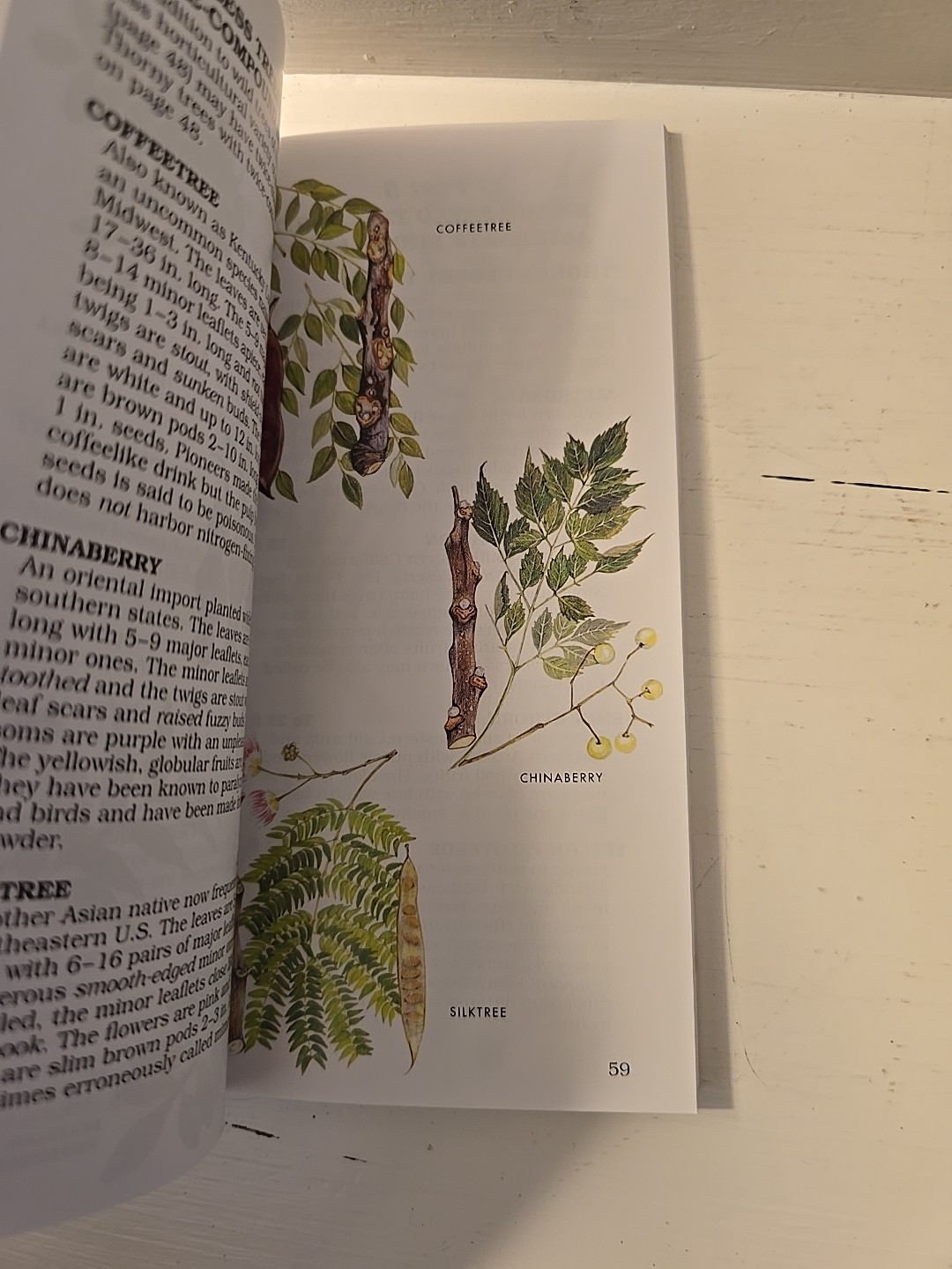 Trees- Paterson First Guides- George A. Petrides
