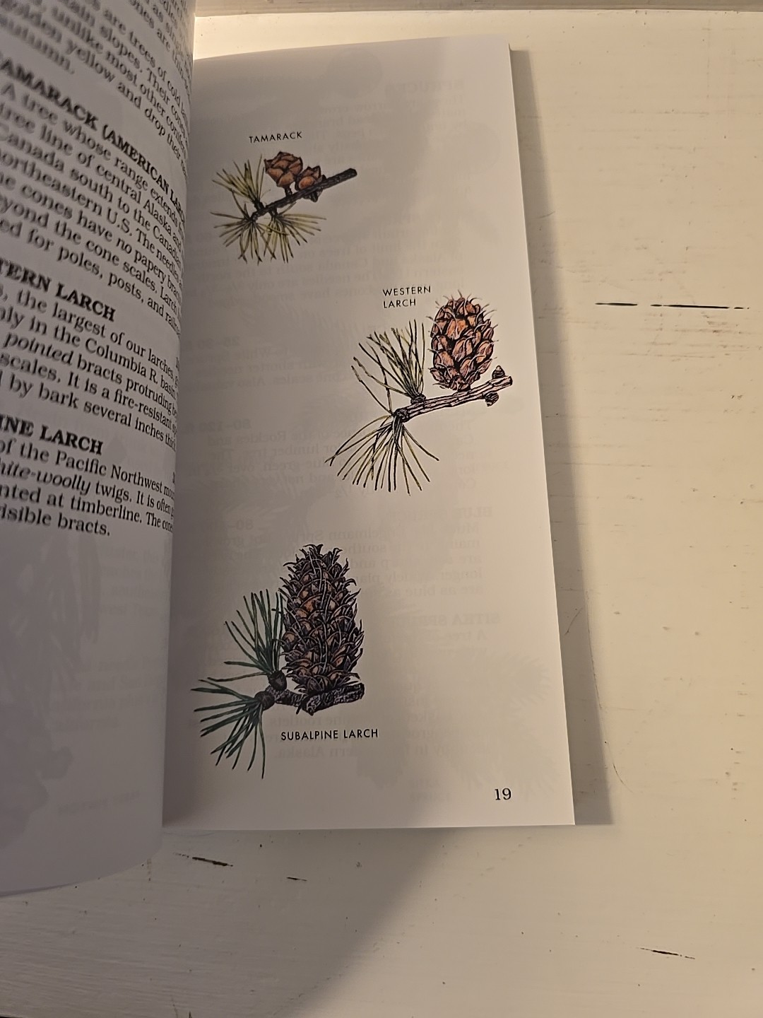 Trees- Paterson First Guides- George A. Petrides